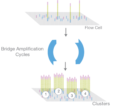 bridge amplification