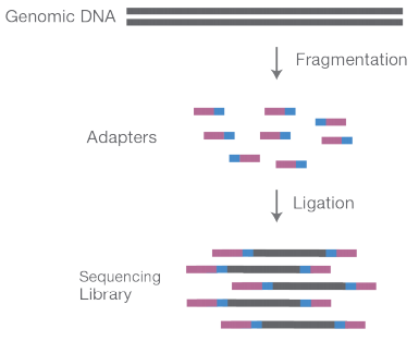 illumina library prep