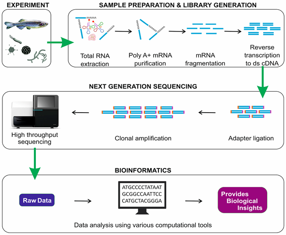 RNA seq based transcriptome analysis