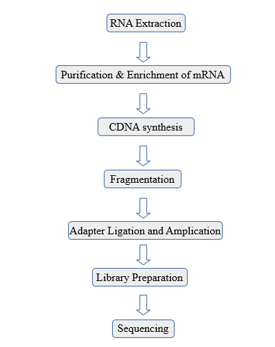 steps for RNA seq protocol