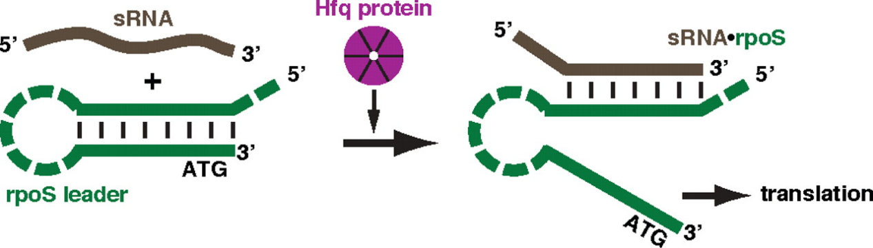 RNA Seq & microarray technique
