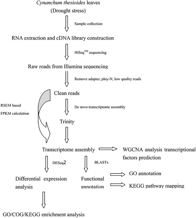 Transcriptome assembly & Differential gene expression Analysis Workflow