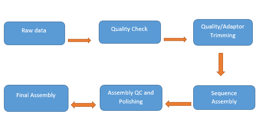 Nanopore Assembly Work Flow