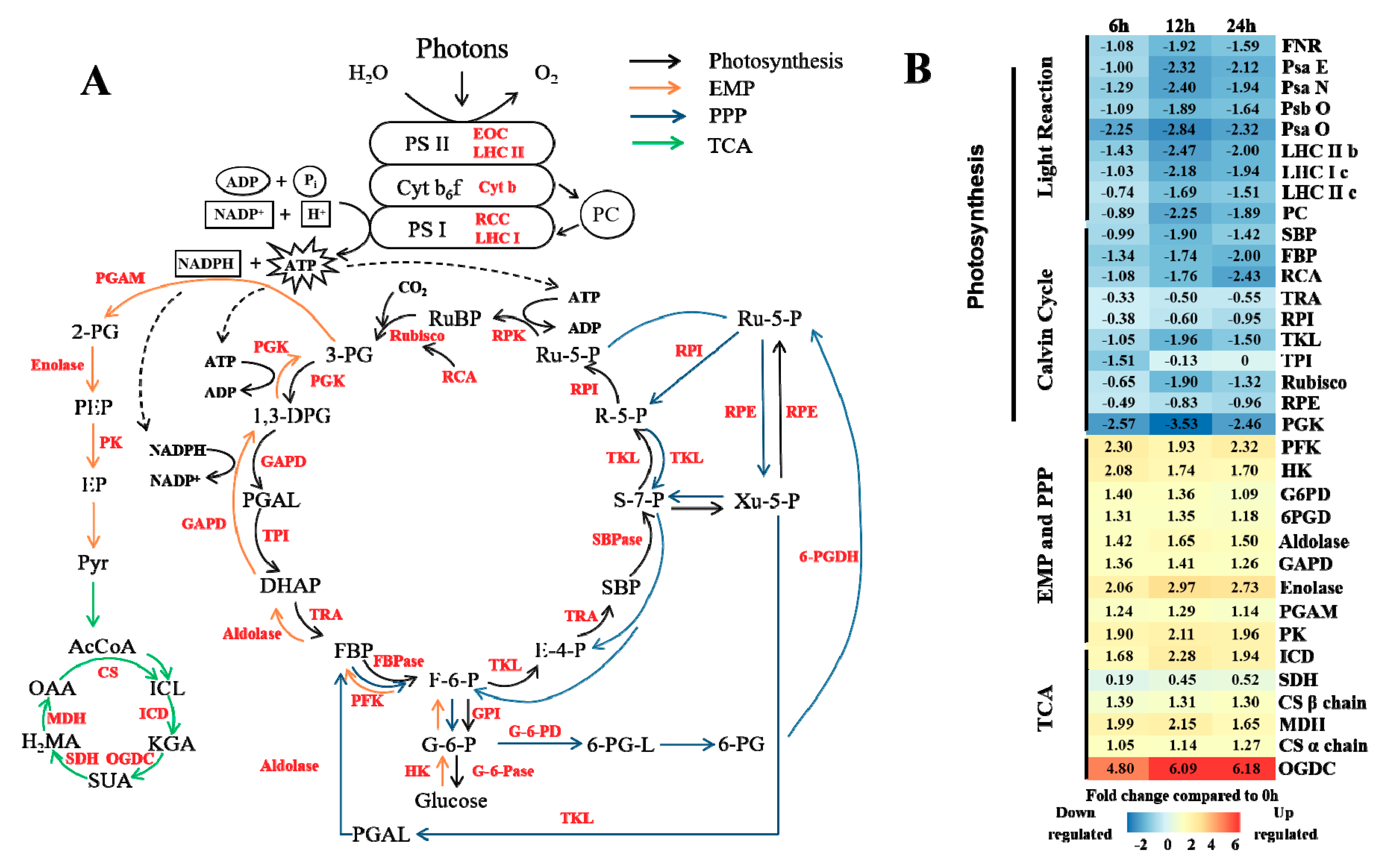 CO2 concentration on energy metabolism