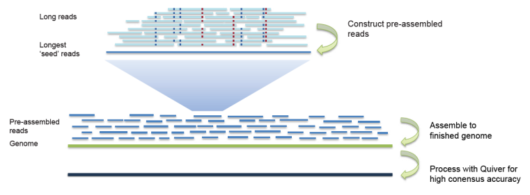 Pacbio genome assembly