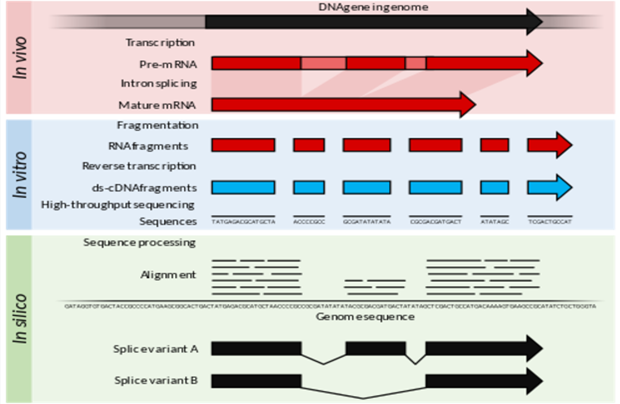 RNA-seq-workflow