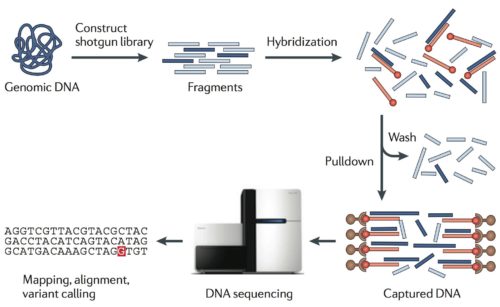 Exome Sequencing Whole Exome Sequencing Cost Snp Genotyping Quality Ngs Bioinformatics 