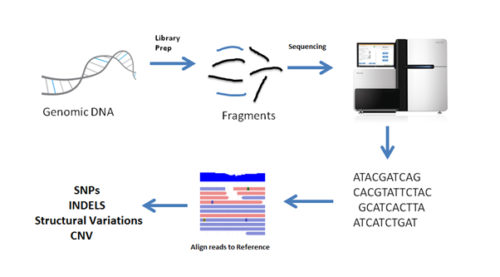 whole-genome-sequencing-whole-genome-sequencing-cost-1010genome