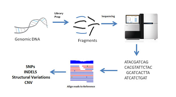 genome sequencing