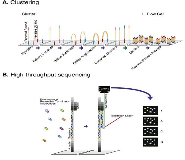 Clustering & High-Through put sequencing