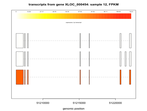 Transcript Structure from Gene