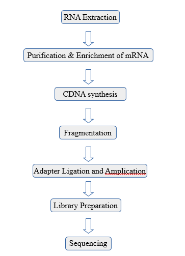 steps for RNA seq protocol